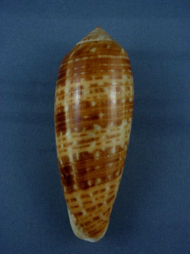 Conus (Textilia) dusaveli   Adams, H.G., 1872 Dusav_10