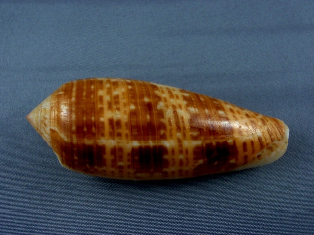 Conus (Textilia) dusaveli   Adams, H.G., 1872 Dusav_11
