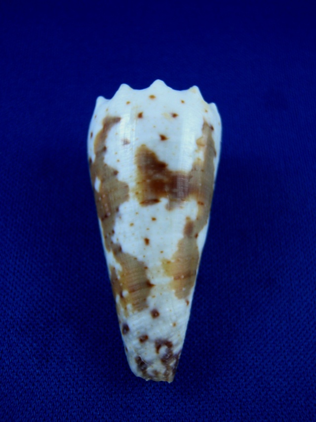 Conus (Stephanoconus) fuscatus   Born, 1778 Fuscat10