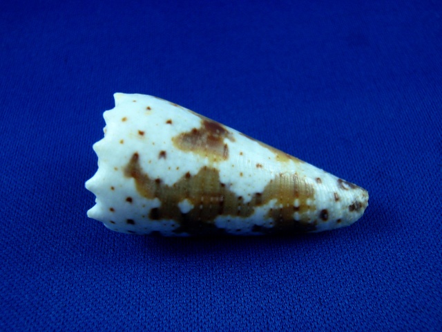 Conus (Stephanoconus) fuscatus   Born, 1778 Fuscat11