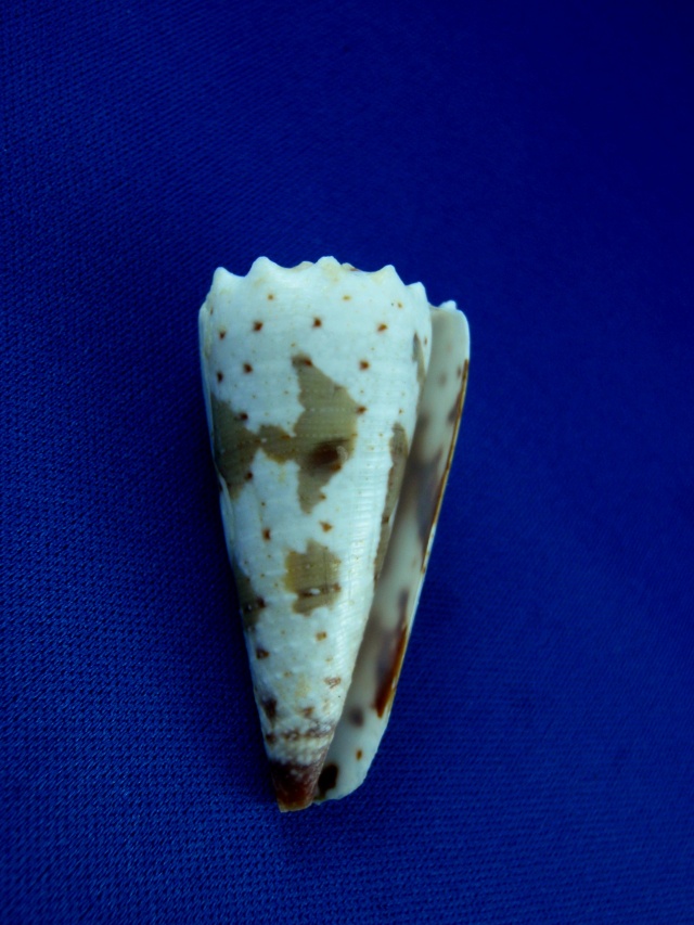 Conus (Stephanoconus) fuscatus   Born, 1778 Fuscat12