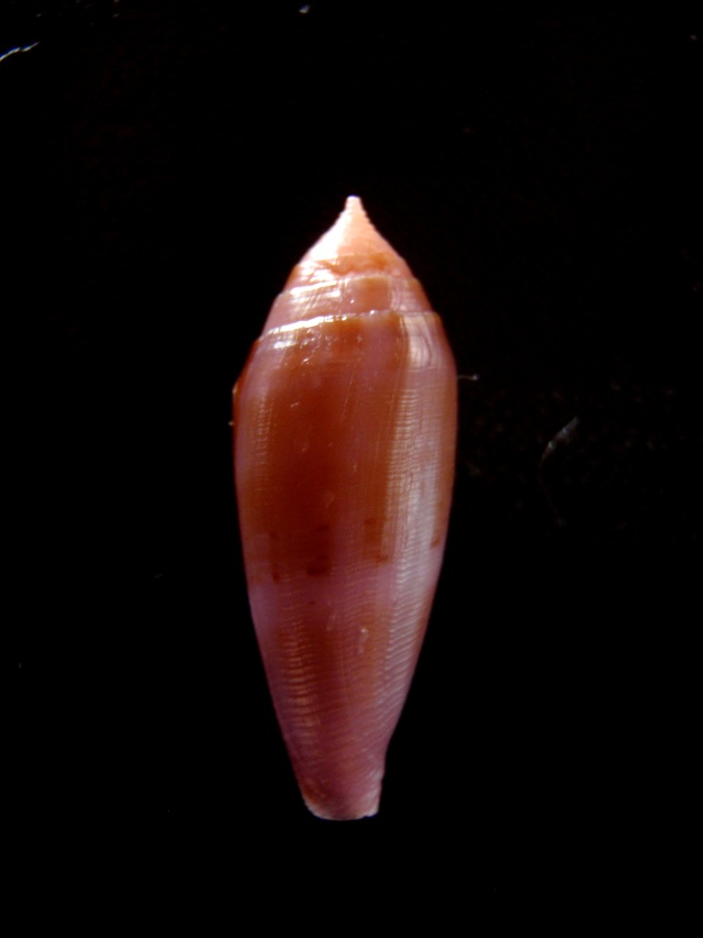 Conus (Leporiconus) granum  Röckel & Fischöder, 1985 Hilli_10