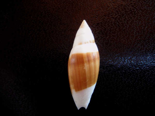 Swainsonia casta (Gmelin, 1791) Liria_10