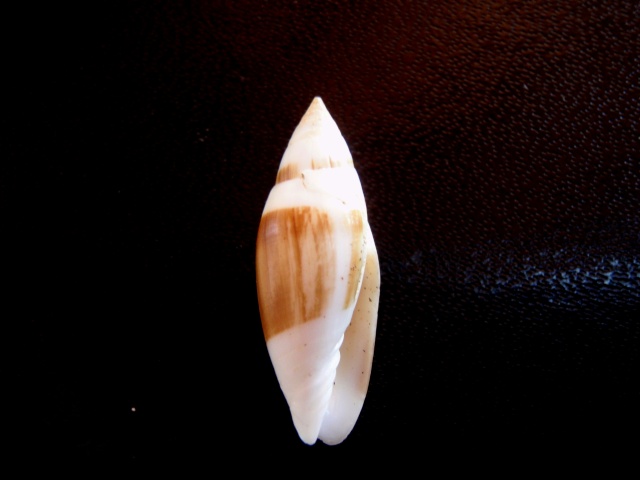 Swainsonia casta (Gmelin, 1791) Liria_11