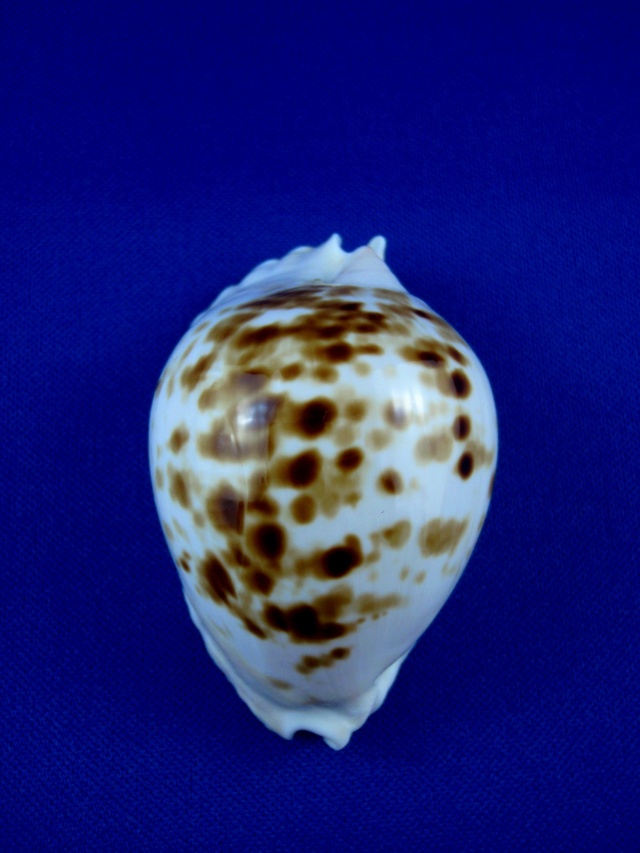 Zoila orientalis orientalis - L. Raybaudi, 1985 Margin10