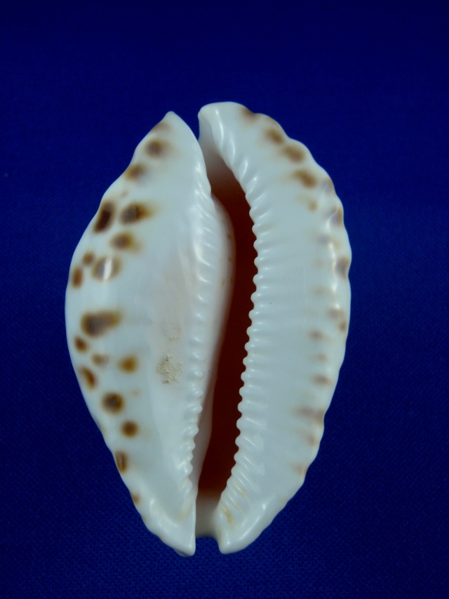 Zoila orientalis orientalis L. Raybaudi, 1985 Margin11
