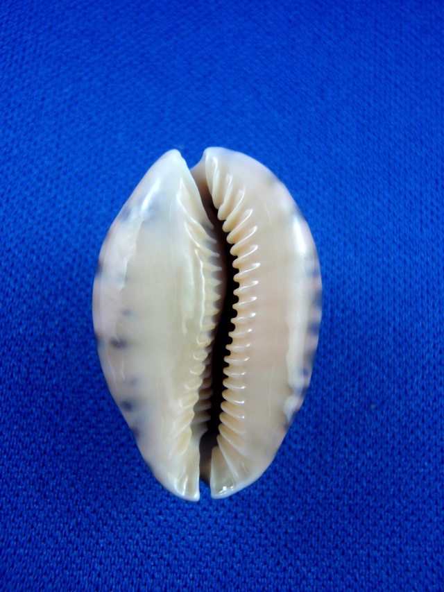 Pseudozonaria arabicula (Lamarck, 1810)  Margin18