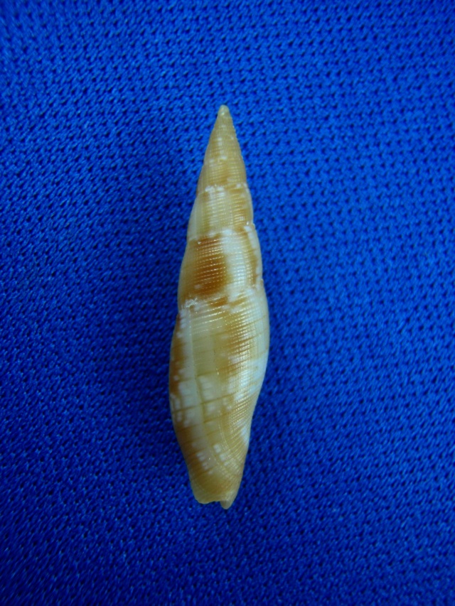 Nebularia deynzeri (Cernohorsky, 1980) Mitres35