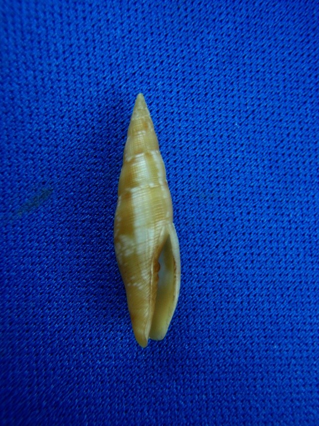 Nebularia deynzeri (Cernohorsky, 1980) Mitres36