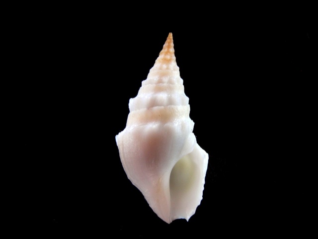 Clavus obliquatus (Reeve, 1845) Murici16
