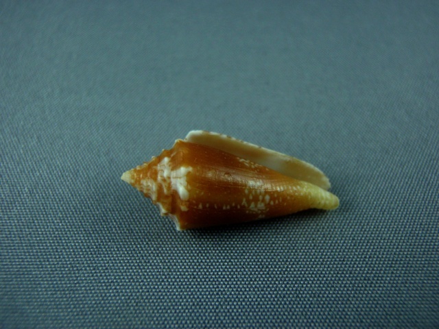 Conus (Stephanoconus) polongimarumai  Kosuge, 1980 News_012