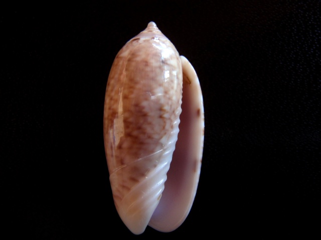 Americoliva flammulata flammulata (Lamarck, 1811) - Worms = Oliva flammulata Lamarck, 1811 Olivas21
