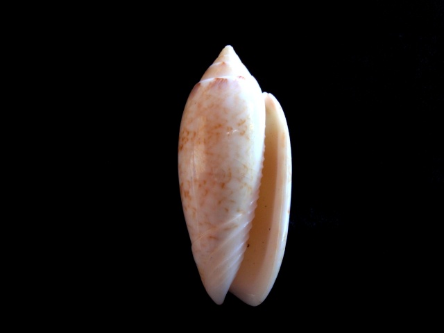Americoliva sayana f. maya (Petuch & Sargent, 1986)  - Worms = Oliva nivosa bollingi (Clench, 1934) Olivas27