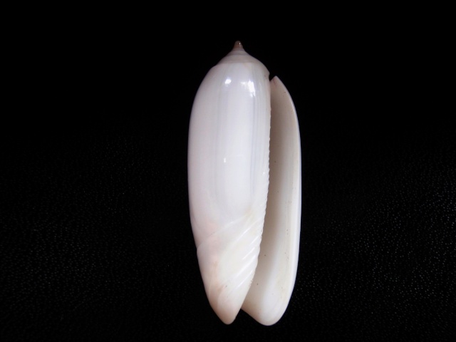 Miniaceoliva irisans f. albescens (Johnson, 1915) Olives19