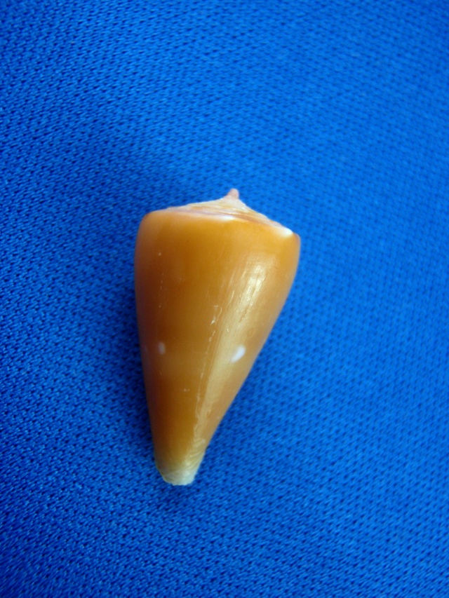 Conus (Splinoconus) sazanka Shikama, 1970 voir Conus (Splinoconus) martensi Ovulid15