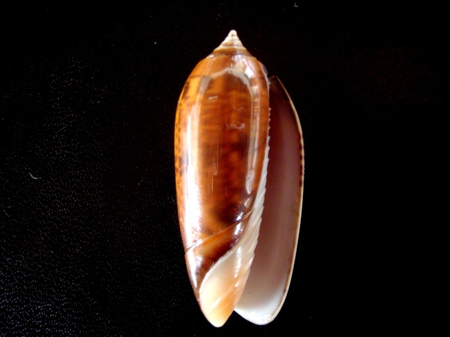 Miniaceoliva concinna f. chrysoides (Dautzenberg , 1927)  P6280015