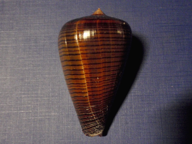 Conus (Dendroconus) figulinus   Linnaeus, 1758 P7010010