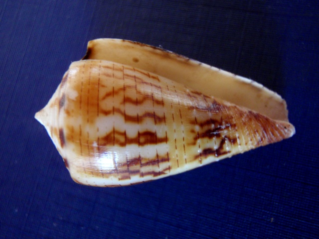 Conus (Strategoconus) striatellus lictor   (Boivin, 1864) P7020013