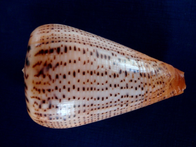 Conus (Dendroconus) suratensis  Hwass in Bruguière, 1792 P7020018