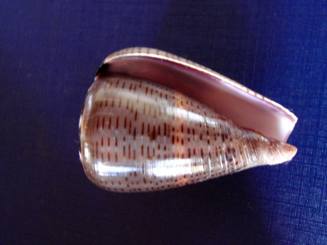 Conus (Dendroconus) glaucus  Linnaeus, 1758 P7030011