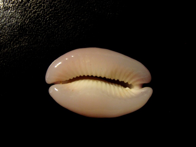 Naria poraria - (Linnaeus, 1758) - Rostrée P8110016