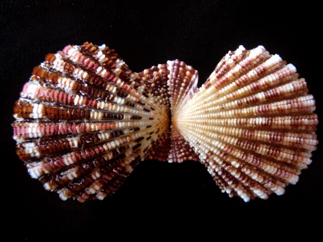 Gloripallium speciosum (Reeve, 1853)  Pecten14