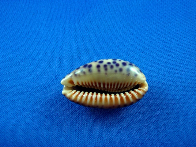 Ovatipsa chinensis (Gmelin, 1791)  Photos14