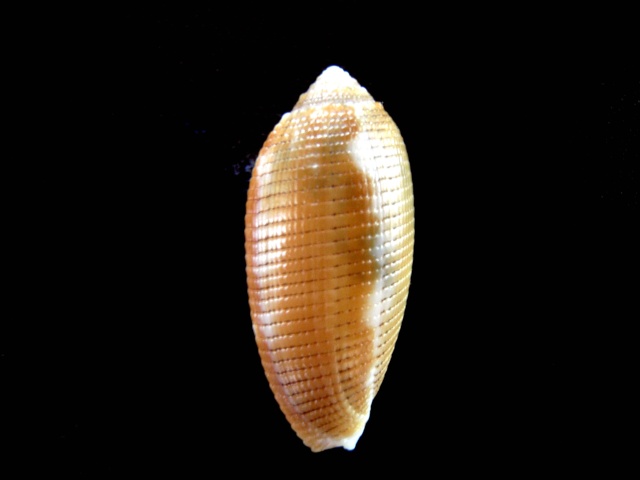 Pterygia crenulata (Gmelin, 1791)  Pterig12