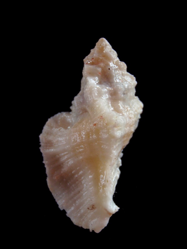 Pterynotus tripterus (Born, 1778) Pterim10
