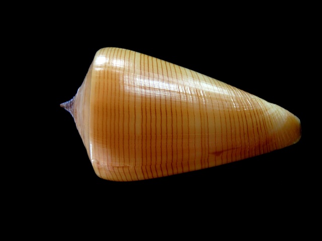Conus (Lividoconus) quercinus  [Lightfoot], 1786 Querci10