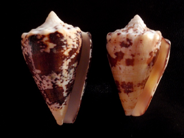 Conus (Stephanoconus) regius   Gmelin, 1791 Regius11