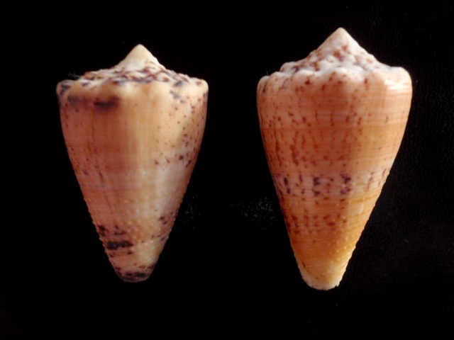 Conus (Stephanoconus) regius citrinus  (Gmelin, 1791) Regius12