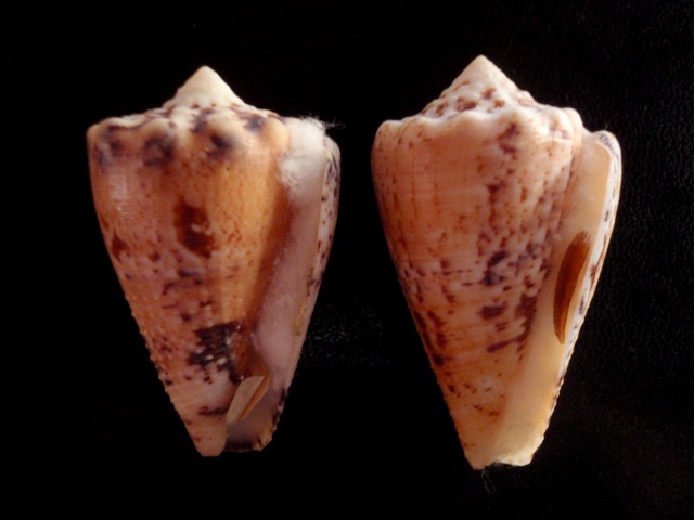 Conus (Stephanoconus) regius citrinus  (Gmelin, 1791) Regius13