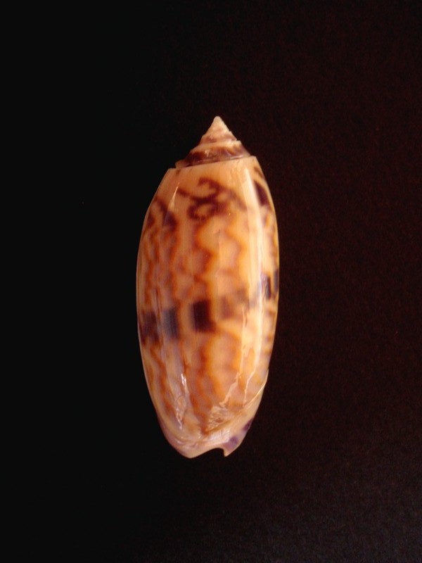 Miniaceoliva miniacea f. lamberti (Jousseaume, 1884) voir Miniaceoliva lamberti (Jousseaume, 1884) S_auct10