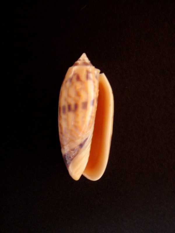 Miniaceoliva miniacea f. lamberti (Jousseaume, 1884) voir Miniaceoliva lamberti (Jousseaume, 1884) S_auct11