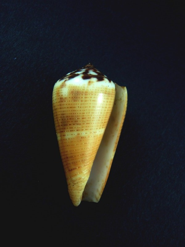 Conus (Pionoconus) circae (Sowerby ll, 1858) voir Conus (Pionoconus) magus - Page 2 Shella15