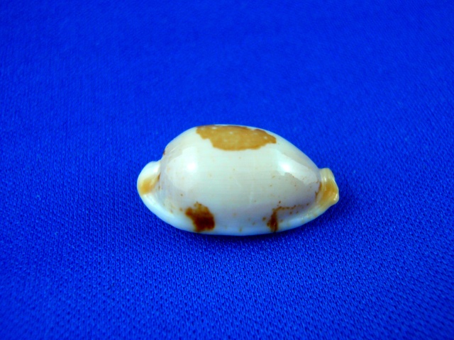 Bistolida stolida salaryensis f. fulva - Bozzetti, 2010 Stol_013