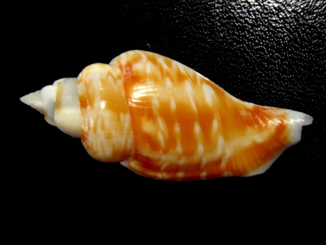 Gibberulus gibberulus gibberulus (Linnaeus, 1758)  Stromb10
