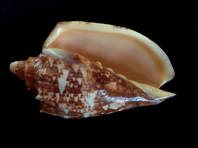 Cymbiola rossiniana - (Bernardi, 1859) Volute13
