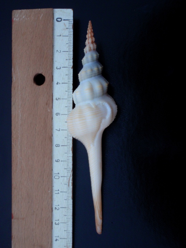 Fusinus longissimus (Gmelin, 1791) Voluti10