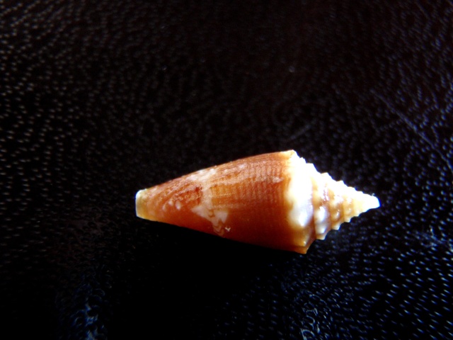 Conus (Stephanoconus) polongimarumai  Kosuge, 1980 Yam_0012