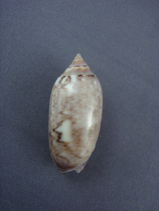 Americoliva flammulata dolicha (Locard, 1897)  - Worms = Oliva flammulata Lamarck, 1811 Zoila_24