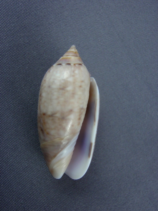Americoliva flammulata dolicha (Locard, 1897)  - Worms = Oliva flammulata Lamarck, 1811 Zoila_25
