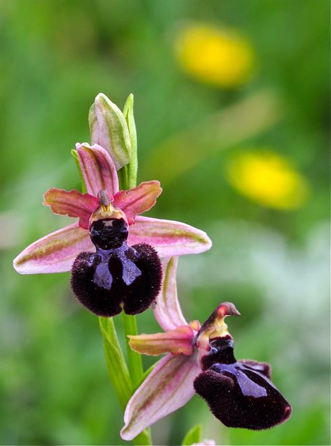 Ophrys sipotensis 2610