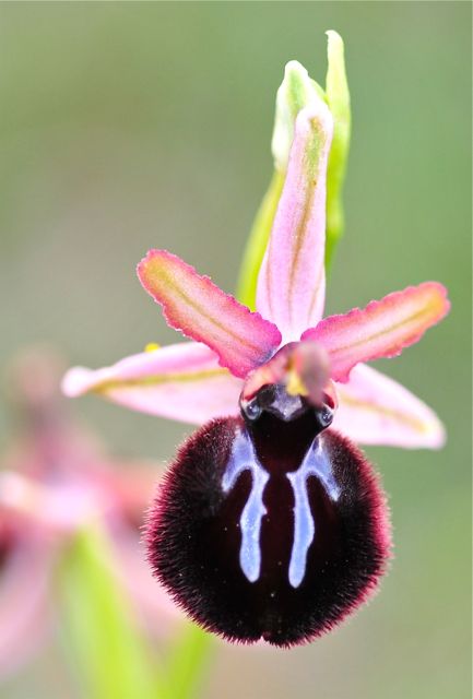 Ophrys sipotensis 2710