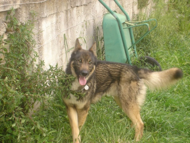 ALF  BERGERX HUSKY (m) 6 ans 11 mois noir et sabl. MORT PROGRAMMEE 24 AVRILREF:75 EN FA Alf11010