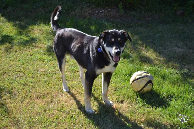 dickens x beauceron husky?? en danger SPA poitiers Surchargée ()ADOPTE Dicken11