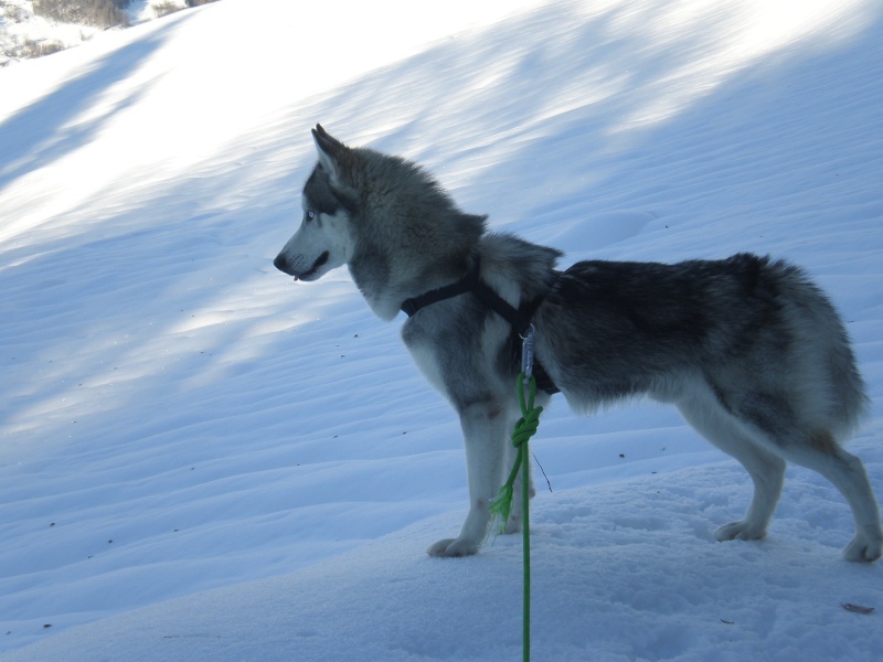 Jack Mâle husky 2 ans URGENT   ASSO 26 ADOPTE Doudou13