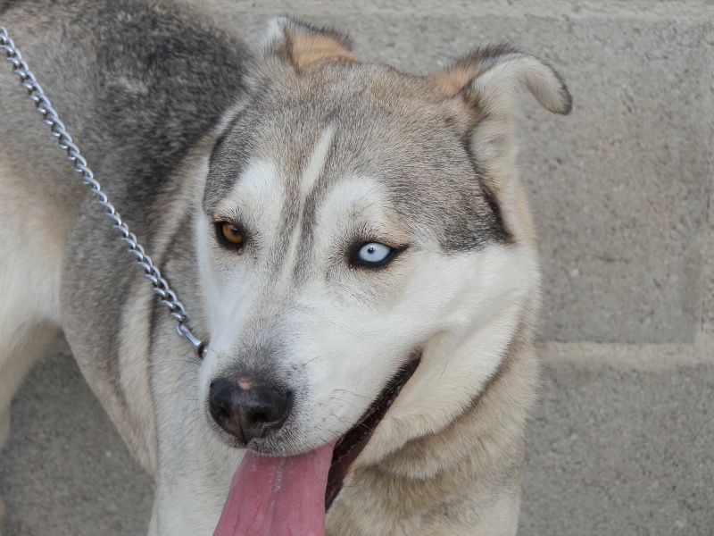 Louna x husky (f) 3 ans pas de femelles ASSO:26 ADOPTEE Goyave12