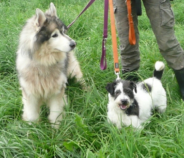   SOS TROUVE SPA ANNECY MALAMUTE âgé et 1 mâle croisé Fox noir et blanc,jeune Mala110